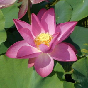 Loto Nelumbo 'Baby Pink'