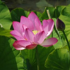 Loto Nelumbo 'Baby Pink'
