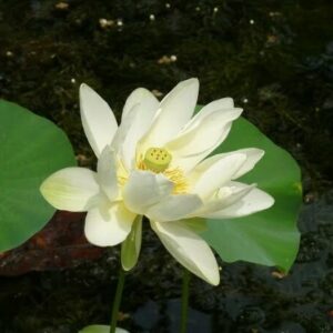 Loto Nelumbo 'Baby Yellow'