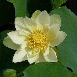 Loto Nelumbo 'Baby Yellow'