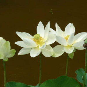 Loto Nelumbo 'Baby Yellow'