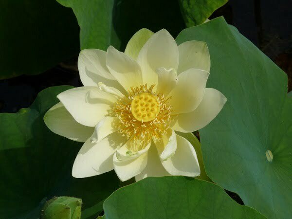 Loto Nelumbo 'Baby Yellow'