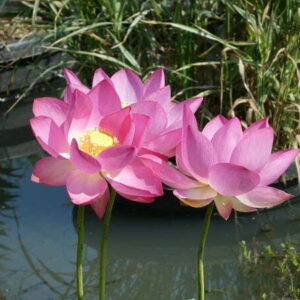 Loto Nelumbo 'Betsy'