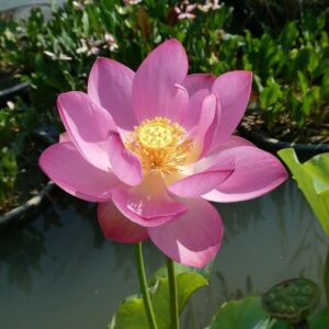 Loto Nelumbo 'Betsy'
