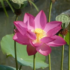 Loto Nelumbo 'Betsy'