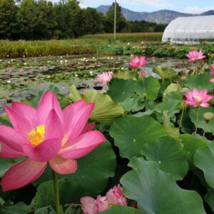 Loto Nelumbo 'Betsy'