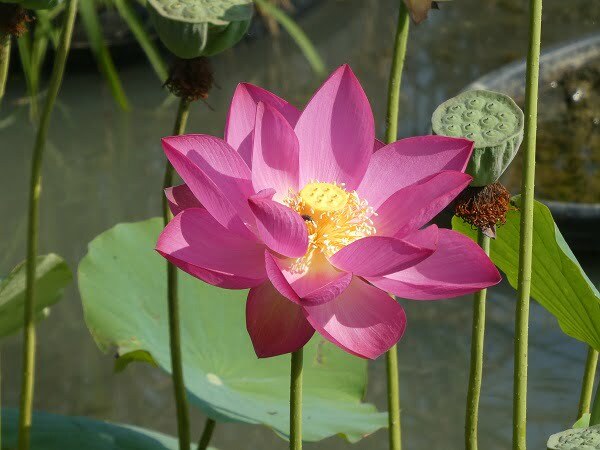 Loto Nelumbo 'Betsy'