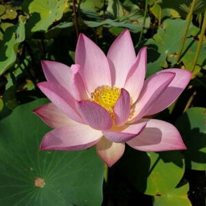 Loto Nelumbo 'Buinore'