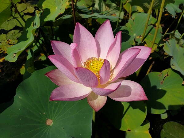 Loto Nelumbo 'Buinore'