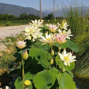 Loto Nelumbo 'Chawan Basù'