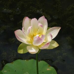 Loto Nelumbo 'Chawan Basù'