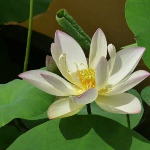 Loto Nelumbo 'Chawan Basù'