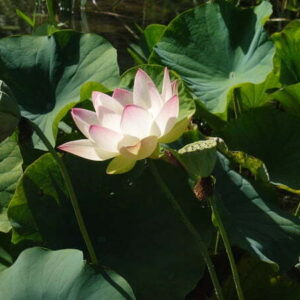 Loto Nelumbo 'Chawan Basù'