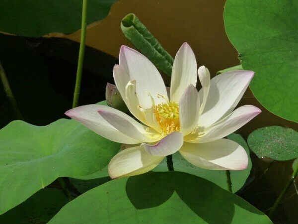 Loto Nelumbo 'Chawan Basù'