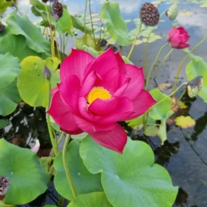 Nelumbo Chu Chu