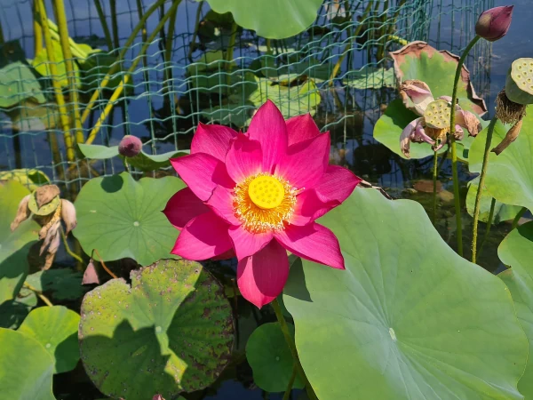 Nelumbo Chu Chu