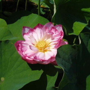 Loto Nelumbo 'Double Pink'