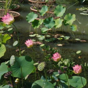 Loto Nelumbo 'Green Maiden'