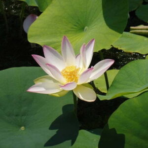 Loto Nelumbo 'Green Maiden'