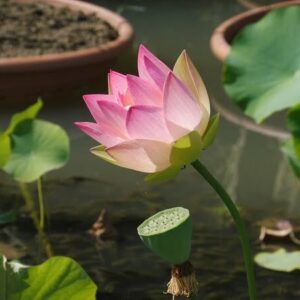 Loto Nelumbo 'Green Maiden'