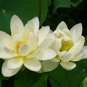 Loto Nelumbo 'Green Maiden'