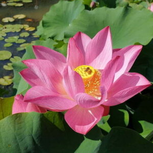nelumbo-guiffei-drunk-2