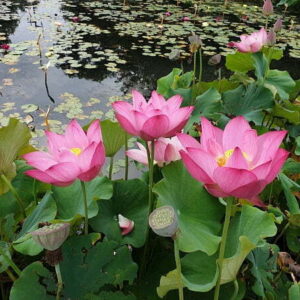 nelumbo-guiffei-drunk-3