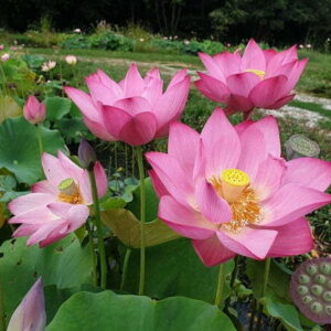 Loto Nelumbo 'Guiffei Drunk'