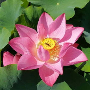 nelumbo-guiffei-drunk-4