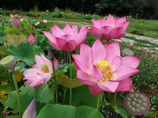 nelumbo-guiffei-drunk