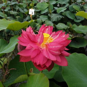 Loto Nelumbo 'Heart Blood'