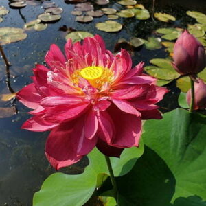 Loto Nelumbo 'Heart Blood'