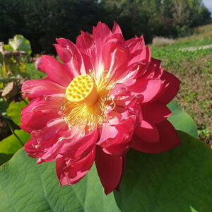 Loto Nelumbo 'Heart Blood'