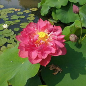 Loto Nelumbo 'Heart Blood'