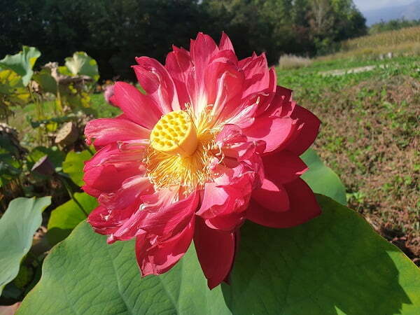 Loto Nelumbo 'Heart Blood'