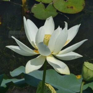 Loto Nelumbo 'Hun Zhong'