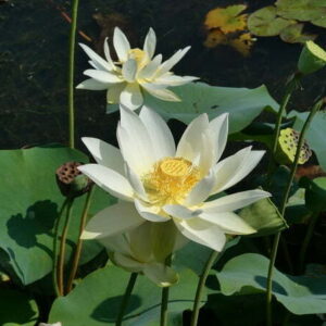Loto Nelumbo 'Hun Zhong'