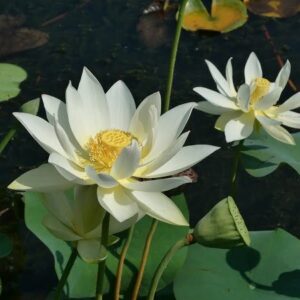 Loto Nelumbo 'Hun Zhong'