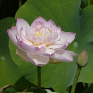 Loto Nelumbo 'Jade Tower with Drunkard'