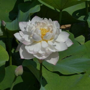 Loto Nelumbo 'Jade Tower with Drunkard'
