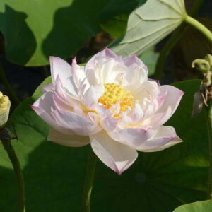 Loto Nelumbo 'Jade Tower with Drunkard'