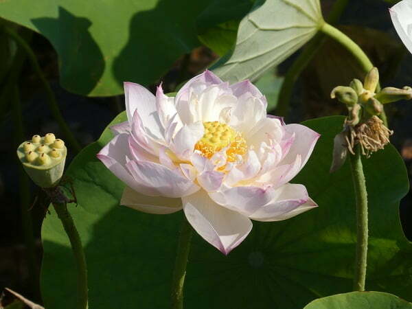 Loto Nelumbo 'Jade Tower with Drunkard'