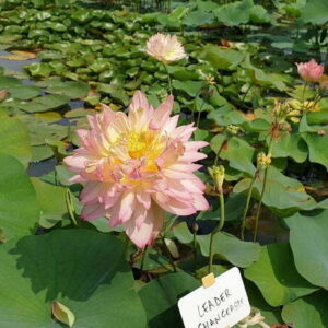 Loto Nelumbo 'Leader Changeable'