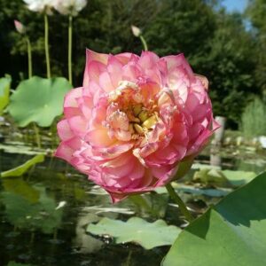 Loto Nelumbo 'Leader Changeable'
