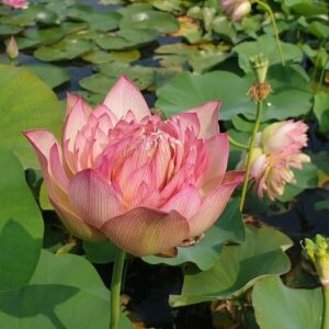 Loto Nelumbo 'Leader Changeable'