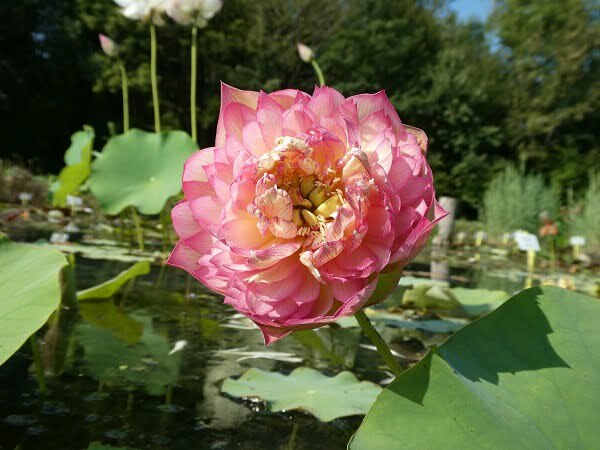 Loto Nelumbo 'Leader Changeable'