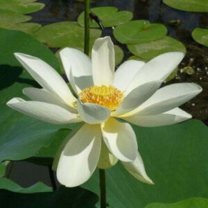 Loto Nelumbo lutea 'Flavescens'