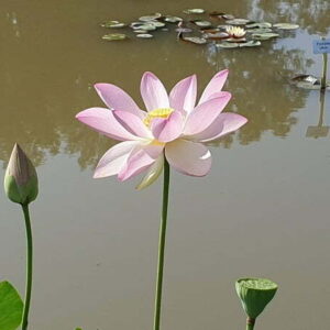 Loto Nelumbo 'Maihiren'