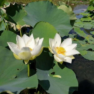 Loto Nelumbo 'Mario Zanfardino'