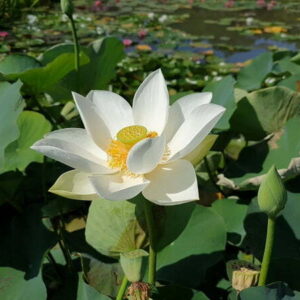 Loto Nelumbo 'Mario Zanfardino'